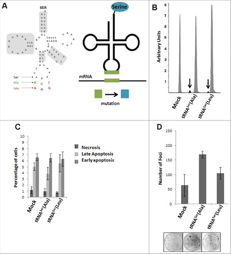 Figure 2. I n vitro phenotypic effects induced by misreading tRNAs. A) Schematic tRNA model. Left panel) The human tRNASer AGA gene (Chr6 tRNA#5), was cloned into pIRES2-DsRed plasmid and misreading constructs were generated by site-directed mutagenesis (green: Ala(AGC) and red: Leu(AAG)). Domains highlighted in grey are important for tRNASer recognition by SerRS. Right panel) Serylated misreading tRNAs misincorporate Ser at the non-cognate codons indicated. B) Expression of misreading tRNAs on stably expressing cells was confirmed using SNaPshot. Samples were sequenced and analyzed using Peak Scanner software. The endogenous copies of tRNASer were 32 and 49.5-fold more expressed than tRNASer(Ala) and tRNASer(Leu) respectively. Grey: Non-mutated Serine tRNA; Black: Misreading Serine tRNA. C) Percentage of cells in necrosis, early and late apoptosis were determined by flow cytometry using AnnexinV-FITC (1:100) and Propidium iodide (2.5µg/ml) staining. D) The number of foci arising from NIH3T3 cells was counted after 13–21 days after transfection. Data represents average ± SEM (n = 2-3) and was analyzed with Kruskal-Wallis with Dunnett's post-test using Mock cell line as control. There are no significant differences among cell lines (p > 0.05).