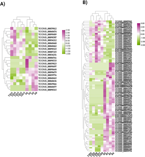 Figure 5 Hierarchical clustering analysis of significant differential expression profiles between T2DM and healthy groups. (A) lncRNAs and (B) mRNAs. Each row is a transcript ID, and each column represents a sample. Upregulation is represented by magenta, whereas downregulation is represented by green.