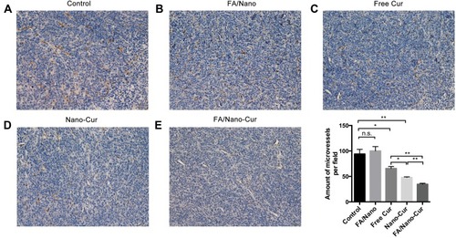 Figure 8 Effect on tumor vascularization. Microvessel densities in Control group (A), FA/Nano group (B), Free Cur group (C), Nano-Cur group (D) and FA/Nano-Cur group (E) (*P<0.05, **P<0.01).