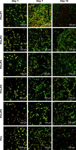 Figure 4 Visualization of MG-63 cells on scaffolds prepared using centrifugal spinning.Notes: Cells were stained using DiOC6 (internal cell membranes, green color) and propidium iodide (cell nuclei, red color) and visualized using a confocal microscope. Cells adhered similarly on all the tested scaffolds. The highest number of cells was visible on the PCL/P1 on day 7. On day 14, the cell number was decreasing. The numbers of cells on the scaffolds with low concentrations of platelets (PCL/P3, PCL/P4) and control sample (PCL) were constant during the experiment. The results correspond well with the data from DNA analysis.Abbreviations: DiOC6, 3,3′-diethyloxacarbocyanine iodide; PCL, poly-ε-caprolactone; P, platelets.