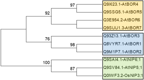 Figure 1. Phylogenetic distribution of known BOR transporter and boric acid channel proteins in Arabidopsis thaliana and Oryza sativa. Phylogeny was constructed by MEGA 6 using ML method for 1000 bootstraps. This tree is used as benchmark to determine the clustering pattern of studied sequences.