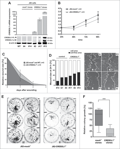 Figure 7 (See previous page). Stable CREB3L1 re-expression mediates inhibition of tumor cell migration and colony growth of invasive single cell clones (A) CREB3L1 gain-of-function in vitro model: Stable CREB3L1 expression in J82 clones was confirmed by quantitative real-time PCR and protein gel blotting. Upper graph: Relative CREB3L1 mRNA expression of J82-mock clone #4 and #14 as well as J82-WT (wild type, set to 1) and CREB3L1-transfected J82 clones #2, #13, #17 is shown. Column: Mean of triplicate determinations. Error bars, ±SEM. Bottom: Corresponding CREB3L1 protein expression in J82 clones. A specific signal of the ectopic CREB3L1 protein (FL: full-length and cl: cleaved) is detectable only in CREB3L1st clones. β-actin served as loading control. (B) XTT proliferation assay was performed. J82-CREB3L1st clones (#2, #13, #17) showed reduced cell proliferation compared with mock control clones (#4, #14). Vertical lines: standard deviation (SD) of triplicate experiments. (C) Tumor cell migration based on stably independent J82-mockst and J82-CREB3L1st clones. Comparison of wound closure of a control cell set (n = 3) and J82-CREB3L1st clones (n = 3) over 3 d Vertical lines: standard deviation (SD) of triplicates. Cell-free area on day 0 was set as 100% and used for standardization. (D) Left graph: Comparison of wound area for each clone after 24 h. Right panel: Wound documentation of a magnified area by phase-contrast microscopy 24 h after scratching. Scale bar = 100 μm. Arrows: indicate scratch direction. White border: cell-free wound area. (E) Colony formation assay. Representative 6-well plates of J82-mockst (#4, #14) and J82-CREB3L1st clones (#13, #17) are shown 2 weeks after cell seeding. (F) Densitometrical analysis of grown colonies. Box plot demonstrates averages of colony growth of triplicate experiments for each clone. Horizontal lines: grouped medians. Boxes: 25–75% quartiles. Vertical lines: range, peak and minimum, ***P < 0.001.