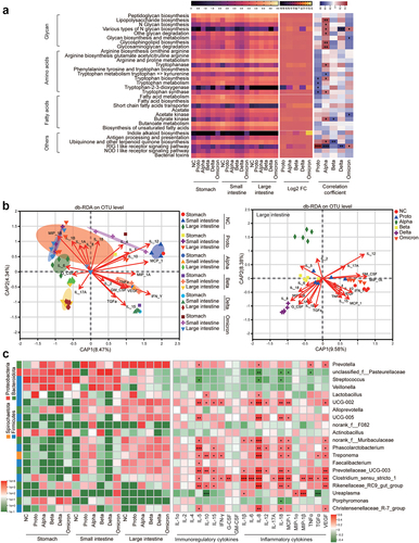 Figure 4. Prediction of microbial function and correlation analysis of tissue cytokines with microbiota in fragments of GI tract.