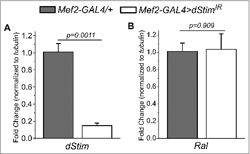 Figure 3. SOCE does not regulate Ral expression in the muscle. Change in the levels of dStim (A) and Ral (B) in the indicated genotypes, normalized to tubulin as measured by qRT-PCR. Flies used were from the same cross as that for Fig. 2. Bars represent means and error bars, standard errors of mean of the fold change. Pairwise comparisons were performed by unpaired, two-tailed Student's t-test and the exact p-values are indicated.