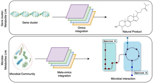 Figure 3. Difference between multi-omics integration and multi-meta-omics integration. Multi-omics integration for a single organism is focused on attaining the link between significant metabolites and the gene clusters producing those metabolites. Multi-meta-omics is more focused on the microbe-metabolite link, which represents the metabolic exchange between different microbes. The metabolic exchange defines the kind of metabolic interaction between key players and it is important to link to the source organism that releases the metabolites into the extracellular space and the recipient organism that receives the metabolites from the extracellular space.