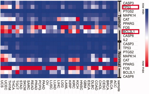 Figure 6. Gene expression of RP target genes in different cancer types. The potential targets of RP compounds were uploaded to the GEPIA website to obtain gene expression under normal (control group) conditions and cancer (Tumor) conditions. The gene expression level is indicated on the right side with blue being low expression (minimal) and red being high expression (maximum).