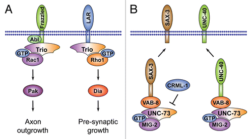 Figure 6 The role of Trio-related RhoGEFs during axon growth cone morphogenesis. (A) Trio has two GEF domains and can regulate axon outgrowth through its Rac-specific GEF1 domain downstream of the Drosophila Netrin receptor Frazzled or, alternatively, controls presynaptic growth by modulating actin reorganization through its Rho1-specific GEF2 domain and the Formin Dia. (B) In addition to its role downstream of Netrin receptors, the C. elegans Trio ortholog UNC-73 also acts upstream to regulate cell surface distribution of the Netrin receptor UNC-40 and the Robo ortholog SAX-3 through the Rac-like GTPase MIG-2. Activity of UNC-73 in this process is counteracted by the actin uncapping protein CRML-1, an ortholog of mammalian CARMIL.