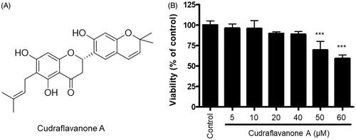 Figure 1. Chemical structure of cudraflavanone A (A), and effect of this compound on BV2 cell viability (B). Cells were treated with cudraflavanone A at the indicated concentrations for 24 h, and cell viability was determined by MTT assay. ***p < 0.001 in comparison with control.