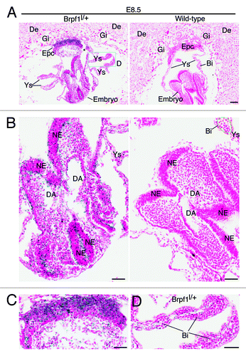 Figure 3. Analysis of Brpf1 expression in sections of E8.5 concepti. (A) β-Galactosidase staining was performed with frozen sections from E8.5 Brpf1l/+ and wild-type concepti. Representative images are shown. (B–D) The embryo proper (B), ectoplacental cone (C), and a portion of the yolk sac (D), boxed in (A), are presented at high magnification. Positive staining was detected in the embryonic neuroepithelium, ectoplacental cone and yolk sac of the heterozygous but not wild-type conceptus. Embryonic and extraembryonic structures were labeled according to published atlases.Citation52,Citation53 Abbreviations: Bi, blood island; DA, dorsal aorta; De, decidua; Epc, ectoplacental cone; Gi, giant trophoblasts; NE, neuroepithelium; Ys, yolk sac. Scale bars, 100 μm (A) and 50 μm (B-D).