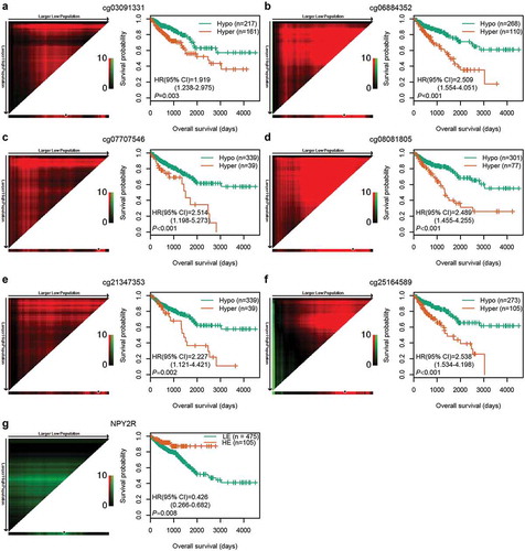 Figure 3. Correlations among CpG methylation, gene expression, and OS. (a–f) Kaplan‐Meier survival curves of six CpGs in 378 CRC patients. (g) Kaplan‐Meier survival curves of NPY2R gene in 580 CRC patients. The optimal cut-off was determined by the X-tile plots. Colouration of the plot represents the strength of the association at each division, ranging from low (dark, black) to high (green or red). Red represents the inverse association between the risk score and OS, whereas green represents a direct association. The dark dots in the X-tile plots are the cut-off points based on the highest χ2-value with Kaplan–Meier survival analysis. Hyper: Hypermethylation; Hypo: Hypomethylation; HE: High expression; LE: Low expression