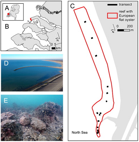 Figure 1. (A) The Netherlands with (B) the location of the shellfish reef with native European flat oysters (O. edulis) that was recently discovered in the Haringvliet coastal zone (Voordelta) in the Dutch part of the North Sea. Note the tidal water outlet (marked with a grey arrow) of Lake Grevelingen (‘LG’). (C) A detailed map of the extent of the shellfish reef with native oysters, with transect locations, note that the bank's northern border has not yet been confirmed (indicated by a dashed line). (D) an aerial photo of the breakwater ‘Blokkendam’. (E) An impression of the shellfish reef with native O. edulis that is also inhabited by Pacific oysters (C. gigas), blue mussels (M. edulis) and epibionts (photos D and E by Peter van Rodijnen).