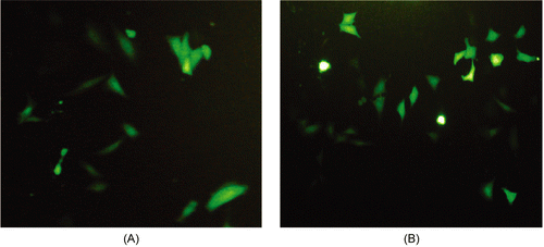 Figure 3.  Transfection efficiency of pEGFP-E7 using PEI600-Tat in COS-7 cells. GFP expression was assessed by fluorescence microscopy at 24 h after transfecting of COS-7 cells with 10 μg of pEGFP-E7 plasmid combined by 5 (A) and 150 μg (B) of PEI600-Tat in serum-free medium.