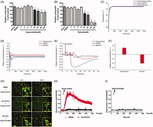 Figure 4. Effects of hypaconitine and baicalin on A375 cell temperature and calcium influx. (A) Effect of hypaconitine (1, 2, 4, 8, 16, 32, 64, and 128 μM) on the proliferation of A375 cells after 24 h intervention. (B) Effect of Baicalin (1, 2, 4, 8, 16, 32, 64, and 128 μM) on the proliferation of A375 cells after 24 h intervention. (C) Median temperature for hypaconitine, baicalin, and DMSO on A375 cells. (D) Temperature changes of A375 cells relative to median temperature for hypaconitine and baicalin. (E) The local amplification of (D) which shows the dosage details. (F) Statistics of cell temperature changes for hypaconitine and baicalin compared to control conditions (p = 0.0006). (G) The calcium influx of A375 cells. The top and middle is respectively the group pre-incubated with DMSO and HC067047 30 min before stimulated by hypaconitine; the bottom is the group pre-incubated with baicalin 30 min before stimulated by GSK1016709A; the left of 0 s was the calcium ion level in A375 cells without agonists, and the right 20 s was the calcium ion level after hypaconitine/GSK1016790A was added. (H) Quantitative caption of intracellular calcium ion fluorescence intensity over time in A375 cells pre-incubated with DMSO/HC067047 30 min before stimulated by hypaconitine. (I) Quantitative caption of intracellular calcium ion fluorescence intensity over time in A375 cells pre-incubated with baicalin 30 min before stimulated by GSK1016790A. Values are presented as mean ± SD (**p < 0.01, ***p < 0.005).