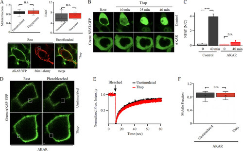 FIG 3 Targeting the AKAR region on Orai1 accelerate AKAP79-YFP recovery from photobleaching after store depletion. (A) AKAP79-YFP mobility is not reduced after store depletion in the absence of Orai expression. In this experiment, Orai1 triple knockout cells were used and cells co-expressed AKAP79-YFP and STIM1-cherry. Upper panels compare mobile fraction and t1/2 for the conditions shown. Lower images compare AKAP79-YFP and STIM1-cherry distribution after stimulation with thapsigargin. All images were taken in the presence of thapsigargin. (B) Images compare NFAT1-GFP translocation to the nucleus following treatment with thapsigargin for the times indicated. Control denotes a cell transfected with scrambled AKAR plasmid and AKAR represents a cell transfected with AKAR plasmid. (C) Aggregate data as in panel B are compared. Control group denotes 24 cells and AKAR group 21 cells. (D) Images show expression of AKAP79-YFP at the cell periphery before and after photobleaching cells transfected with AKAR plasmid. The photobleached area is shown in white. (E) The graph compares the time course of FRAP for the conditions shown following AKAR expression. Unstimulated trace represents the mean of 13 cells and thapsigargin (Thap) trace denotes 14 cells. (F) Mobile fraction is compared. In panels (D) to (F), STIM1 and myc-tagged Orai1 were also overexpressed.