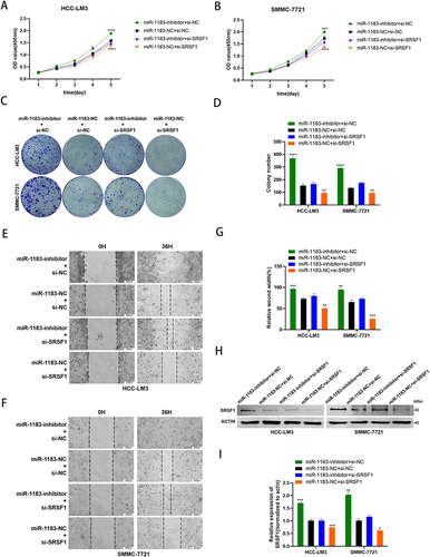 Figure 5 Depletion of SRSF1 rescues the effect of miR-1183-inhibitor on HCC cells. (A–D) Knockdown of SRSF1 partially reversed miR-1183-inhibitor-induced promotion of proliferation in HCC-LM3 and SMMC-7721 cells determined by CCK8 assay and colony assay. (E–G) Knockdown of SRSF1 partially reversed miR-1183-inhibitor-induced promotion of migration in HCC-LM3 and SMMC-7721 cells determined by wound healing assay. (H and I) Representative Western blot and quantification of SRSF1 in HCC-LM3 and SMMC-7721 cells with different treatment, β-actin was used as a control. *p < 0.05; **p < 0.01; ***p < 0.001; ****p < 0.0001.