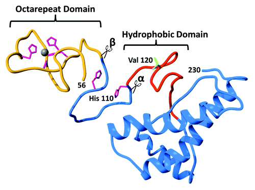 Figure 1. Ribbon diagram of the cellular prion protein (PrPC) showing the N-terminal octarepeat domain (gold), the folded C-terminal domain (blue), and the central hydrophobic region (red). Note that residues 23–55 are unstructured and omitted for clarity. The 4 His residues (magenta) in the octarepeat domain coordinate zinc and copper ions, as shown. The additional His residues at 95 and 110 are also capable of coordinating Cu2+. Previously proposed sites for α-cleavage β-cleavage are indicated at the beginning of the hydrophobic segment and the end of the octarepeat domain, respectively.