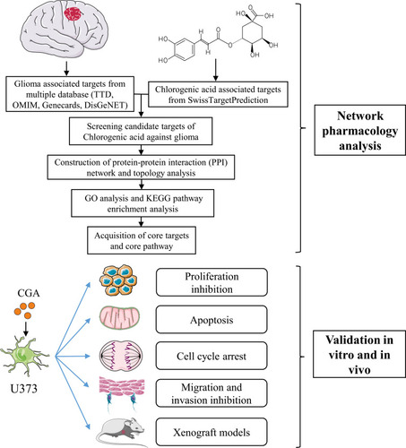 Figure 1 The schematic flowchart in the current study combined with a network pharmacology analysis and experimental validation in vitro and in vivo.