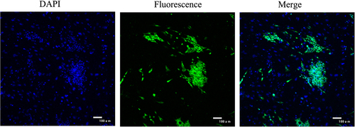 Figure 2. Identification surface markers of airway epithelial cells. The surfactant protein C, a specific marker of type II pneumocytes was detected using immunofluorescence.