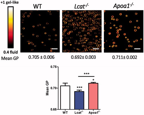 Figure 4. Analysis of membrane fluidity of peritoneal macrophages isolated from APOA1 or LCAT deficient mice by Laurdan two-photon microscopy. High-resolution fluorescence images of Laurdan emission for Lcat−/− and Apoa1−/− mice show a drastically altered RBC membrane fluidity at baseline than WT mice. Scale bar is 20 μm.