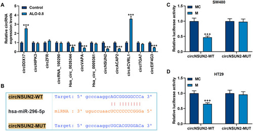 Figure 3 Among the differentially expressed circRNAs in CRC, only circNSUN2 not only had a target site for miR-296-5p, but also could be regulated by ALO. (A) qRT-PCR detected the regulation of 0.8 mmol/L ALO on the differentially expressed circRNAs in CRC. GAPDH played the role of internal reference. (B) The TargetScan database (http://www.targetscan.org) was used to predict the target sites of circNSUN2 and miR-296-5p. (C and D) The dual luciferase experiment confirmed that circNSUN2 can bind to miR-296-5p in SW480 and HT29 cells. All experiments were repeated three times to obtain average values. ***p<0.001 vs Control; +++p<0.001 vs MC.