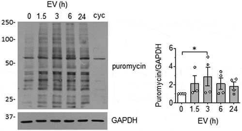 Figure 4. EC EVs stimulate protein synthesis in VSMCs. VSMCs were incubated with EC-derived EVs (5 x108 particles) for indicated time points. Samples were pulsed with 5 µmol/L puromycin for 30 min at the end of the experiment and processed for Western blot analysis using an anti-body against puromycin. Cycloheximide (cyc: 10 µg/mL for 30 min treatment) was used to inhibit protein synthesis as control (n = 3 for 1.5 h, n = 4 for remainder). * indicates p < 0.05.