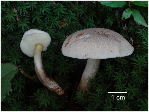 Figure 1. The basidiocarps of Aureoboletus raphanaceus collected from Jiangxi Province, China. The specimen is distinguished by its dry and yellowish-white pileus covered with fibrillose to tomentose squamules and radish smell. Photographed by Kuan Zhao.