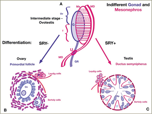 FIGURE 4. Gonadal Sex Differentiation: A new hypothesis. Schematic representation of gonadal differentiation from the genital ridge (GR – blue), mesonephros (Ms – red), and mesonephric duct (MD – red). Figure 4A. The indifferent gonad and mesonephros. The gonadal ridge (GR-blue) grows longitudinally. The paramedial side the gonad connects with the mesonephros (Ms). The mesonephric tubules progressively surround the germ cells in gonadal ridge to form the Sertoli cells. The cranial tubules and glomeruli of the mesonephros (dashed horizontal red lines)degenerate and partially disappear. The cranial part of the indifferent gonad becomes ovarian after regression of the mesonephric tubules. In the caudal section, the mesonephric ducts persist (solid horizontal red lines) and participate in the formation of testicular tissue (ductuli semynipherous, rete testis and ductuli efferentes). The mesonephric duct (MD) grows on the lateral side of the mesonephros (Ms), then crosses medially to the gonadal ridge. The area of intersection between the mesonephric duct and the gonadal ridge develops into the uterine fold (U) in females and the prostatic utricle in males. The intermediate stage of gonadal differentiation consists of ovarian (Ov) and testicular (T) tissue, which corresponds to ovotestis. Figure 4B. Female gonad differentiation: SRY-negative, ovary. In the female gonads, germ cells (from gonadal ridge) become oocytes and granulosa cells. Some mesonephric excretory tubules regress, and some lose their tubular structure, but most persist as Sertoli cells and form theca interna and externa, which surround oocytes in primordial follicles. In the female embryo, the upper part of the gonadal ridge (before intersecting with the mesonephric ducts) form ovary and ligamentum ovary; the lower part represents the ligamentum teres uteri. While most mesonephric tubules recede, the mesonephric ducts (MD) become Fallopian tubes. Figure 4C. Male gonad differentiation: SRY-positive, testis. In the male gonads, germ cells become spermatozoids. Mesonephric tubules surround the germ cells in the ductus seminiferous and form Sertoli cells. While most mesonephric tubules persist, the mesonephric ducts become ductus deferens. The Leydig cells are derived from mesonephric intertubular mesenchyme in both gonads. The Fallopian tubes (in females) and the seminiferous duct (in males) are analogous, and both develop from the mesonephral ducts.