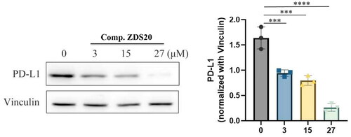 Figure 6. Degradation of PD-L1 in B16F10 cells treated with ZDS20 at different concentrations (3, 15, 27 μM) for 36 h (left). Quantification of the results (right). ***p < 0.001 and ****p < 0.0001, vs control group.