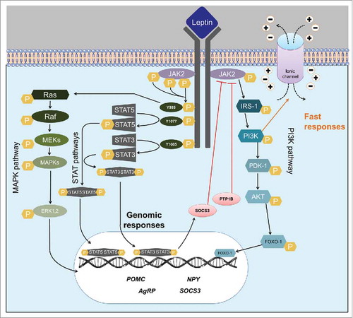 Figure 1. Leptin signaling pathways. Scheme summarizing the main intracellular pathways activated by the long-form of leptin receptor (LepR). Abbreviations: PI3K, phosphatidylinositol-3-kinase; IRS, insulin receptor substrate; JAK2, janus kinase 2; STAT, signal transducer and activator of transcription; SOCS3, suppressor of cytokine signaling-3; PTP1B, phosphotyrosine phosphatase 1B; SHP-2, src-homology-2 containing phosphotyrosine phosphatase 2; MAPK, mitogen-activated-protein-kinase; Raf, raf proto-oncogene serine/threonine-protein kinase; Ras, family of small GTPase; ERK1/2, Extracellular signal-regulated kinases; MEK, mitogen-activated protein kinase kinase; PDK-1, phosphoinositide-dependent kinase-1; AKT, ak strain transforming/protein kinase FOXO-1, forkhead box protein O1.