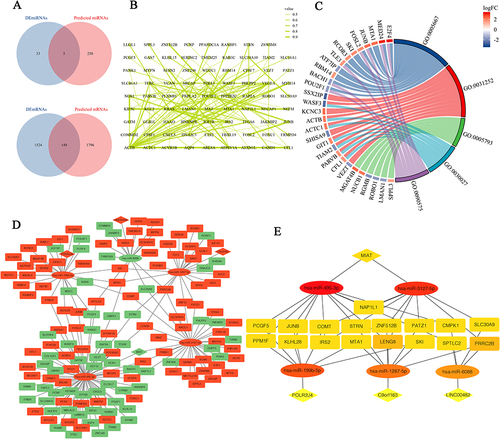 Figure 2 Construction and Functional Enrichment of the Triple Regulatory Network. (A) Venn diagram demonstrating the intersection analysis between DEmiRNAs and predicted DElncRNAs-targeted miRNAs, and between DEmRNAs and predicted common miRNA-targeted mRNAs. (B) Protein-Protein Interaction (PPI) network constructed using the STRING database. (C) Gene Ontology (GO) Cellular Component (CC) enrichment analysis of the intersection between DEmRNAs and predicted mRNAs. (D) Triple regulatory network in COPD, with upregulated genes shown in red and downregulated genes in green. (E) Visualization of the 26 hub genes within the network with a score greater than 2.