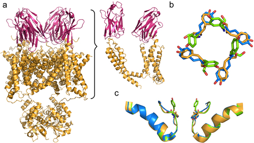 Figure 7. KV1.3 bound to the anti-KV1.3-nanobody A0194009G09. a) Four A0194009G09 nanobody molecules (pink) attached to the KV1.3 tetramer (yellow). A0194009G09 nanobody binds to residues in the KV1.3 turret and external loops of the VSD (A, right) (PDB 7SSZ). b) and c) Tyr447 adopted two conformations upon nanobody binding; the first conformation (yellow) is similar to D1 (PDB 7SSX, blue), while in the second conformation the hydroxyl group of Tyr447 is oriented toward the extracellular space in a conformation designated D3 (green) (PDB 8DFL), distinct from both D1 (PDB 7SSX) and D2 (PDB 7SSY).