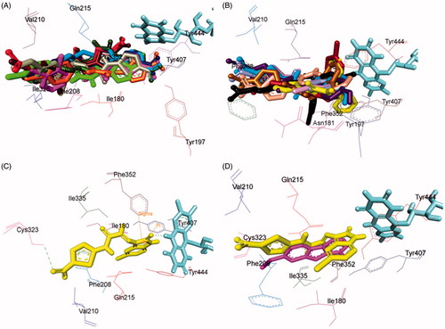 Figure 5. Superimposed MAO-A inhibitors docked into the binding pocket of MAO-A. FAD is displayed in cyan. Selected MAO-A residues are labelled in black. (A) Shared binding orientation of compounds 4, 5, 6, 8, 9, 10, 12, 13, and 15 are displayed in dark blue, dark brown, bright green, red, dark orange, light blue, dark pink, dark green, and grey, respectively. (B) Shared binding orientation of compounds 7, 11, 14, 16, 17, 18, 19, 20, and 21 are displayed in dark purple, light blue, light brown, yellow, maroon, light orange, black, light purple, and light pink, respectively. (C) Binding orientation of compound 21 (yellow) within the MAO-A binding pocket showing π–π (orange lines) and hydrogen bonding (green dashed lines) interactions. (D) Superimposed binding orientation of compound 21 (yellow) within the MAO-A binding pocket originally docked with harmine (dark pink).