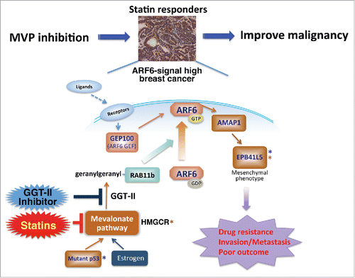 Figure 1. Mechanisms of tumor responsiveness to statins. Overexpression of the ARF6-AMAP1-EPB41L5 pathway critically promotes invasion, metastasis, and drug resistance of cancers. ARF6 requires RAB11b to be activated at the plasma membrane by receptor tyrosine kinases (indicated as Receptors), whereas the mevalonate pathway is essential to RAB11b function by mediating its geranylgeranylation by geranylgeranyl transferase-II. Mutant p53 proteins, which are known to activate the mevalonate pathway, hence become driving forces to promote ARF6-based malignancies. Possible involvement of estrogen stimulation in ARF6 activation needs further experimental scrutiny. Proposed surrogate markers predictive of statin responders by their combinations are indicated (*; combinations are indicated by the same colors). Abbreviations: AMAP1, A Multi-domain ARF GAP Protein 1; EPB41L5, Erythrocyte Membrane Protein Band 4.1 Like 5; GGT-II, geranylgeranyl transferase-II; HMGCR, HMG-CoA reductase; MVP, mevalonate pathway.