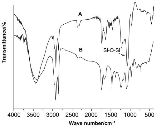 Figure 3 (A) FT-IR spectra of SL and FL (B) FT-IR spectra of CUR, CUR-FL, and CUR-SL.Abbreviations: FT-IR, Fourier transform infrared; SL, silica-coated flexible liposomes; FL, flexible liposomes; CUR, curcumin; CUR-FL, curcumin-loaded flexible liposomes; CUR-SL, silica-coated flexible liposomes loaded with curcumin.