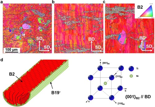 Figure 6. EBSD orientation image maps on three different cross-sections of XY (a), XZ (b) and YZ (c) in LPBF-processed NiTi alloy sample. (d) Schematics of columnar grain growth and crystalline structure of B2 phase.