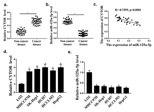 Figure 1. CYTOR and hsa-miR-125a-5p expression in HCC cells. (a) In HCC tissues, CYTOR expression was detected (n = 32). (b) In HCC tissues, hsa-miR-125a-5p expression was detected (n = 32). (c) Negative correlation between CYTOR and miR-125a-5p. (d). CYTOR expression in HCC cells. (e) miR-125a-5p expression in HCC cells. *p < 0.05, ** p < 0.01, n = 3.