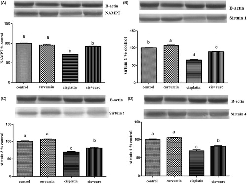 Figure 1. The intensity of the bands was quantified by the densitometric analysis. Western blot using the NAMPT (A), SIRT1 (B), SIRT3 (C) and SIRT4 (D) revealed specific bands. B-actin levels were monitored to ensure equal protein loading (bottom panel). Western blot analysis of NAMPT, SIRT1, SIRT3 and SIRT4 in kidney cells in control and curcumin treated rats. Data are percent of the control. The bar represents the standard error of the mean. Blots were repeated at least three times (n = 3) and a representative blot is shown (a–d). Means in the same line without a common superscript differ significantly (p < 0.05). Note: a–dDifferent letters reflects difference with statistical significance (p < 0.05).