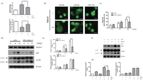 Figure 2. Effect of LPS-induced mitochondrial fission on autophagy. (a) BV-2 cells were treated with LPS (1μg/mL) for 12h in the absence or presence of Mdivi-1 (25μM). The cells were incubated with MitoSOX and JC-1 for 15min at 37℃ and mitochondrial ROS and membrane potentials were analyzed by flow cytometry. (b) GFP-LC3B puncta were observed in GFP-LC3 expressing BV-2 cells treated with LPS for indicated times, in the presence or absence of Mdivi-1 using a fluorescence microscope. Scale bars represent 200 μm. (c) Graph indicates numbers of GFP-LC3 puncta per cell. (d) p62, LC3B, and Beclin1 expression in LPS-treated BV-2 cells with or without Mdivi-1 pre-treatment was determined using western blotting. (e) Graphs represent quantification of western blot band intensity. (f) Western blot analysis to measure authphagic flux. LPS stimulated BV-2 cells were treated 4h before the cell harvest with chloroquine (100μM) in the absence or presence of Mdivi-1. (g) Graphs represent quantification of western blot band intensity. (a), (g) used one way ANOVA and (c), (e) used two way ANOVA statistical analysis. Data are presented as mean ± SD (n = 3). *p < 0.05, **p < 0.01, and ***p < 0.001.