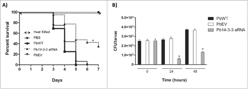 Figure 8. Silencing of Pb14-3-3 decreases the virulence of P. brasiliensis in a Galleria mellonella infection model. (A) Representative survival curves of an experimental infection performed in G. mellonella with PBS; 5×106 PbWT, PbEV, Pb14-3-3 aRNA and heat-killed yeast cells; p < 0.0001 when Pb14-3-3 aRNA were compared with PbWT and PbEV and B) Number of CFUs in larvae sacrificed and homogenized at 0, 24 and 48 h after infection (*p < 0.05 when compared Pb14-3-3 aRNA with PbWT and PbEV).