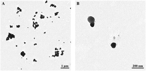 Figure 1. TEM images of food-grade TiO2 (E171) particles. E171 powder after dispersion in ultrapure water at low (A) and high (B) magnification showing morphology of isolated and aggregated TiO2 particles.