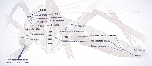 Figure 2. Viral determinants enhancing infection and transmission of flaviviruses. The interaction between viral and mosquito determinants facilitating flaviviruses replication is shown. The abbreviations used are spelled out as follows: C, capsid protein; CCC, caveolin chaperone complex; DIDO1, death inducer obliterator 1; E, envelope protein; JAK-STAT, Janus kinase signal transduction and activators of the transcription; NS, non-structural protein; prM, pre-membrane protein; RACK1, receptor for activated protein C kinase 1; ROS, reactive oxygen species; sfRNA, subgenomic flavivirus RNA; SRB1, scavenger receptor B1; TER94, transitional endoplasmic reticulum 94; UTR, untranslated regions; VPs, vesicle packets. A188V, T106A, T226K, and G228E indicate amino acid substitutions.