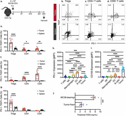 Figure 1. TIGIT and PD-1 are significantly upregulated on tumor infiltrating CD4+, regulatory, and CD8+ T cells while TGFβ level is increased in plasma of tumor-bearing mice. (a) Graphical representation of experimental design. Representative flow cytometric plots of frequency of TIGIT and PD-1 positivity on tumor infiltrating (n = 14) and splenic (n = 14) (b) regulatory T cells, (c) CD4+ T cells, and (d) CD8+ T cells. Quantification of the frequency of (e) PD-1+ TIGIT+, (f) PD-1+ TIGIT-, (g) PD-1- TIGIT+ regulatory, CD4+, and CD8+ T cells infiltrating into the tumor (red symbols) and those found in the periphery (black symbols). Frequency is calculated on percent of parent populations. Quantification of expression levels of (h) PD-L1 and (i) CD155 on tumor and tumor-infiltrating immune cells. (j) ELISA quantification of plasma TGFβ levels in MC38 tumor-bearing mice 24 days post-tumor inoculation. * = p < .05, ** = p < .01, *** = p < .005, **** = p < .0001.