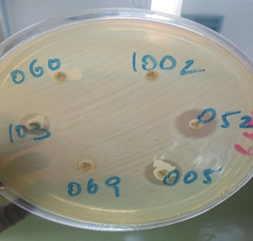 Figure 1 Modified carbapenem inactivation method (mCIM) to determine carbapenem resistance of gram-negative bacteria from clinical specimens at tertiary care hospital, southern Ethiopia.