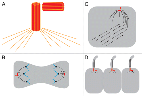 Figure 3. Centrosomes are implicated in 3 major models of LR asymmetry. (A) The centrosome itself is asymmetric. The centrosome has 2 centrioles (shown as red barrels) that are asymmetric in size; these are always found at a right angle to each other. The two centrioles and a matrix of proteins including γ-tubulin (orange lines) together form the MTOC. (B) In the asymmetric chromatid segregation model, the MTOC controls chromatid movements during cell divisions. (C) In the ion flux model, the MTOC serves to establish the chiral cytoskeleton, which eventually leads to the asymmetric distribution of ion transporters. (D) In the cilia model, the basal body sits at the base of the cilia and, through the movements of the cilia, generates asymmetric fluid flow.