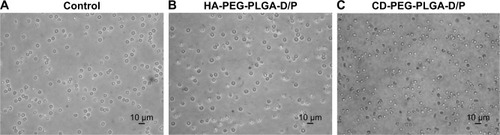 Figure 3 The morphology of erythrocytes (A) before and after being incubated with (B) D/P-loaded HA-PEG-PLGA and (C) D/P-loaded CD-PEG-PLGA NPs, respectively.Abbreviations: CD, chondroitin sulfate; D/P, 1,2-dioleoyl-3-trimethylammonium-propane/pDNA; HA, hyaluronic acid; NPs, nanoparticles; PEG, poly(ethylene glycol); PLGA, poly(D,L-lactide-co-glycolide).