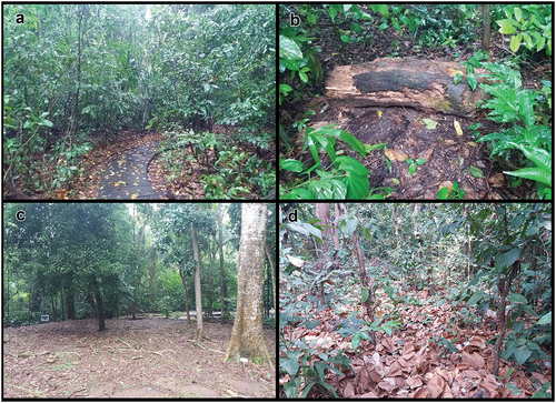 Figure 2. Microhabitats of the “Guillermo Piñeres” Botanical Garden of Turbaco, Bolivar. (a) trails; (b) fallen logs; (c) picnic area; (d) leaf litter.