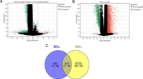 Figure 5. Identification of DEMRGs in CRC. (A) The volcano plot depicts the MRGs between low- and high-macrophage subgroups. (B) The volcano plot depicts the DEGs between tumour and normal groups. (C) The intersection of genes between the DEGs and MRGs.