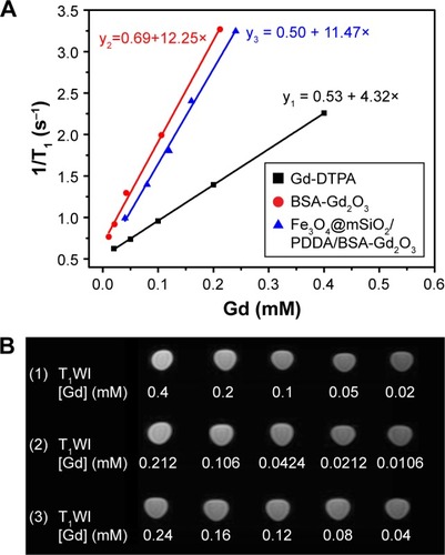 Figure 4 T1 relaxivity curves (A) and T1-weighted magnetic resonance (MR) images (B) of Gd-DTPA (1), BSA-Gd2O3 NPs (2), and Fe3O4@mSiO2/PDDA/BSA-Gd2O3 nanocomplex (3) with various Gd concentrations. A 3.0 T human MR scanner was used.