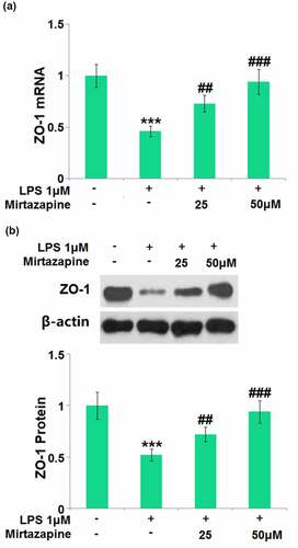 Figure 6. Mirtazapine reserved the expression of tight junction proteins inhibited by LPS treatment in Bend.6. Cells were treated with LPS 1 μM in the presence or absence of Mirtazapine (25, 50 μM). (a). mRNA of ZO-1; (b). Protein expression of ZO-1. The representative blots of ZO-1 and β-actin were shown in the upper panel, the quantitative plot was shown in the lower panel (****, P < 0.001 vs. normal mice group; ##, ###, P < 0.01, 0.005 vs. LPS treatment group).