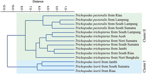 Figure 4. Dendrogram of Trichopodus spp. from Sumatra waters base on morphometric data.